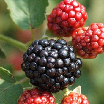 Rubus 'Osage' 