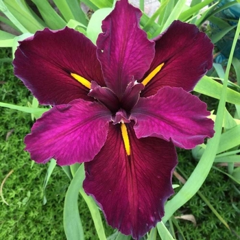 Iris x louisiana 'Red Velvet Elvis' 