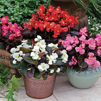 Begonia semperflorens 'Bronze Leaf' 