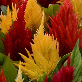 Celosia argentea