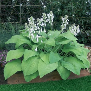 Hosta 'T-Rex' 