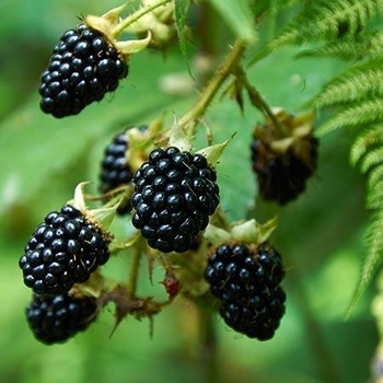 Rubus 'APF-153T' PP26990