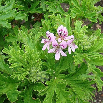 Pelargonium 