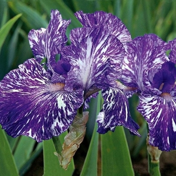 Iris germanica 'Batik' 