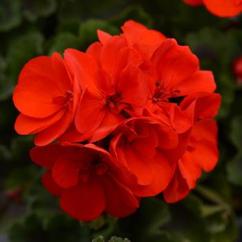 Pelargonium x hortorum