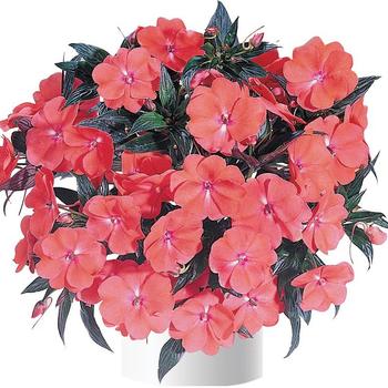 Impatiens hawkeri Harmony® Deep Salmon