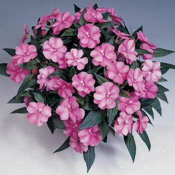 Impatiens hawkeri Harmony® Pink Cream