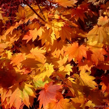 Acer japonicum 'Meigetsu' 