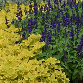 Salvia 'Balsalmysty' 