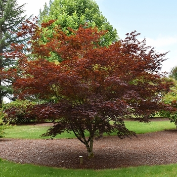 Acer palmatum 'Crimson Prince' 
