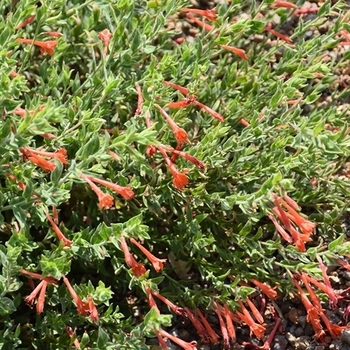 Zauschneria garrettii 'Orange Carpet®' 