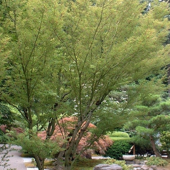 Acer palmatum 'Kurui jishi' 