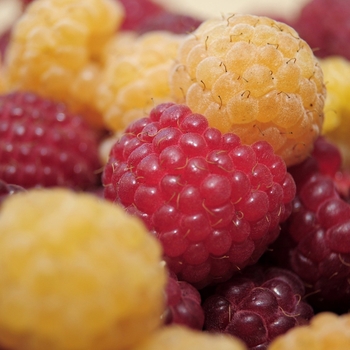 Rubus 'Multiple Varieties' 