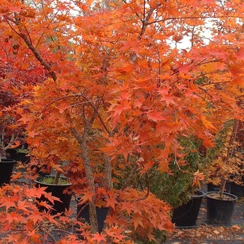 Acer palmatum 'Nishiki Gawa' 