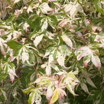 Acer palmatum 'Orido-nishiki' 