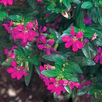 Cuphea hyssopifolia 'Allyson Heather' 