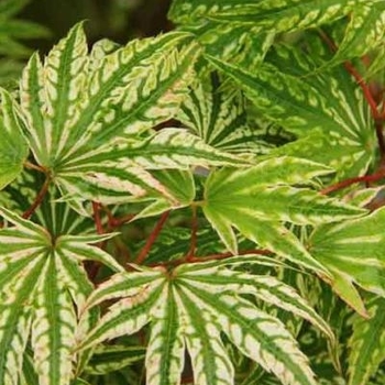 Acer palmatum 'Yama Nishiki' 