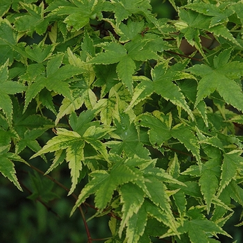Acer palmatum 'Sagara Nishiki' 