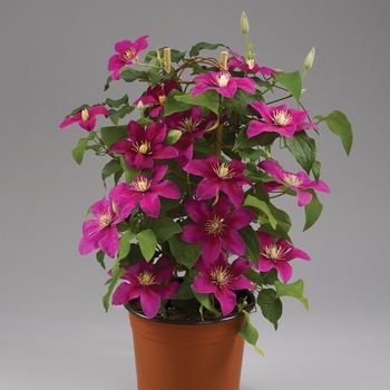 Clematis 'Evipo078' PP29052