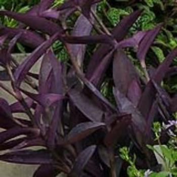 Tradescantia pallida 'Purpurea' 