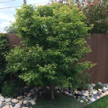 Acer palmatum 'Tobiosho' 