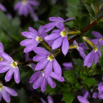 Scaevola aemula