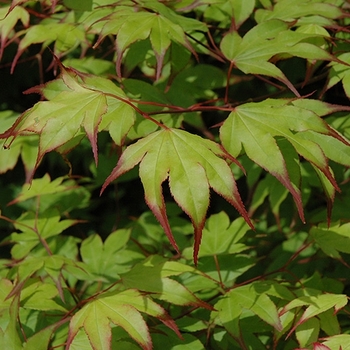 Acer palmatum 'Tsuma-gaki' 