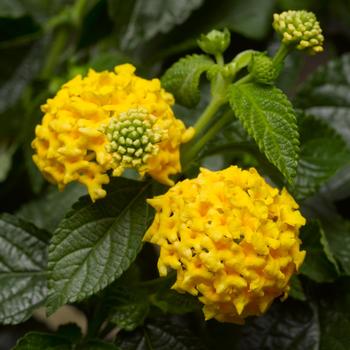 Lantana camara