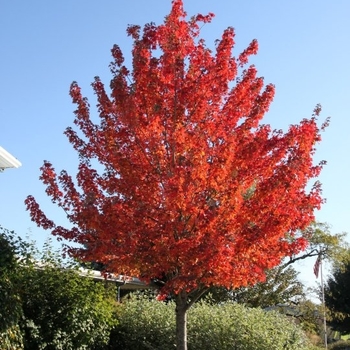 Acer rubrum 'Frank Jr' PP16769