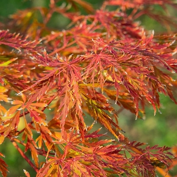 Acer x pseudosieboldianum 'IsIID' 