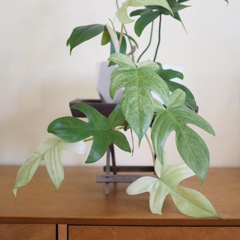 Philodendron 'Florida Ghost' 