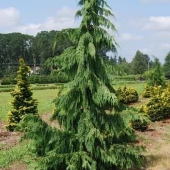 Chamaecyparis nootkatensis 'Strict Weeping' 