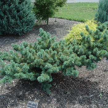 Pinus parviflora 'Fukuzumi' 