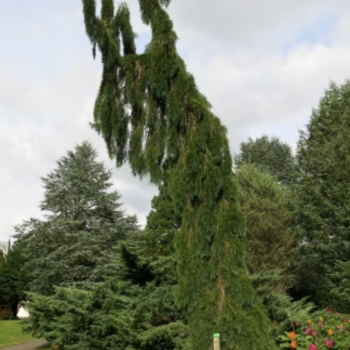 Picea rubens 'Lake Street Steeple' 