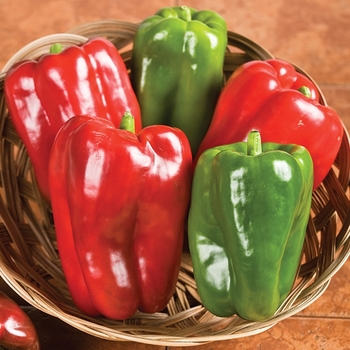 Capsicum annuum 'Big Bertha' 