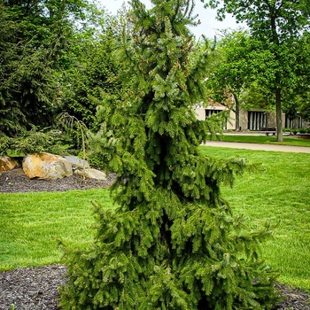 Picea omorika 'Gotelli Weeping' 