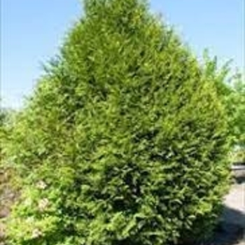 Thuja plicata 'Hogani' 