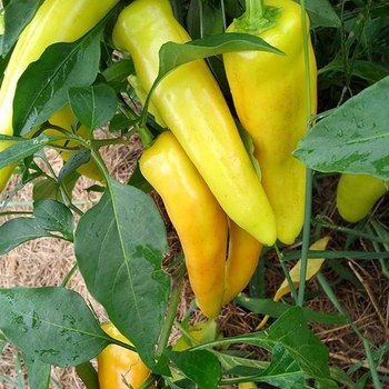 Capsicum annuum 'Ace' 