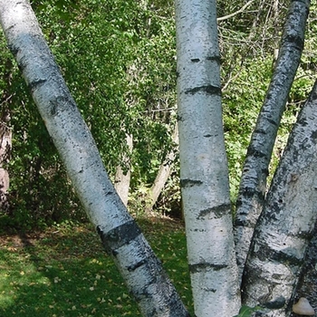 Betula populifolia