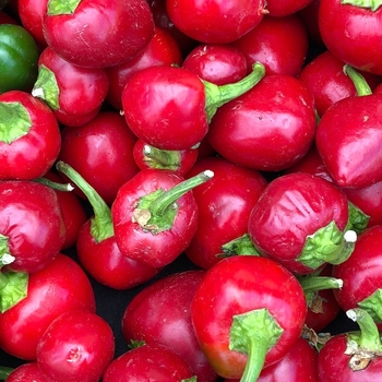 Capsicum annuum 'Big Guy' 