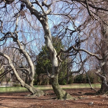 Fagus sylvatica 'Pendula' 