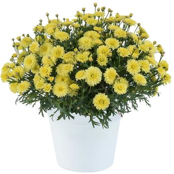 Argyranthemum frutescens 'Maize™' 