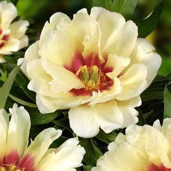 Paeonia 'Callie's Memory'