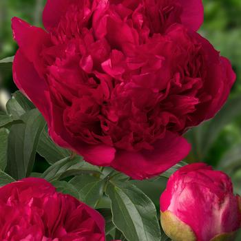 Paeonia 'Command Performance' 