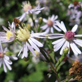 Aster cordifolius 'Avondale' 