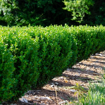 Buxus 'SB300' 
