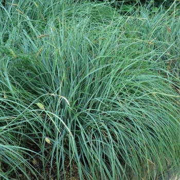 Carex glauca 'Blue Zinger' 