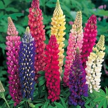 Lupinus polyphyllus 'Gallery Mix' 
