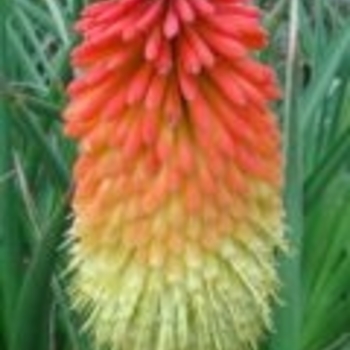 Kniphofia uvaria 'Pfitzer Hybrids' 