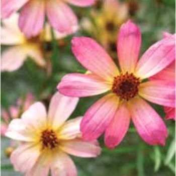 Coreopsis 'Shades of Rose' 
